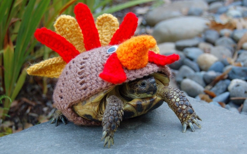 Kathy Bradley knits unusual costumes for turtles