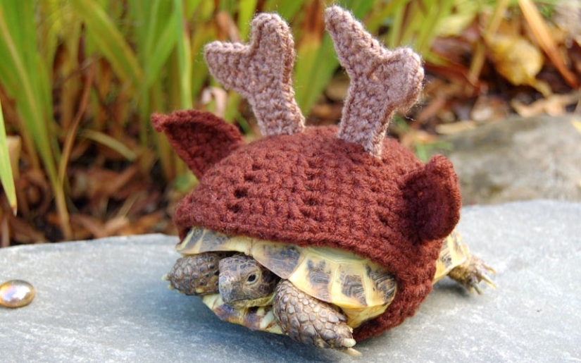 Kathy Bradley knits unusual costumes for turtles