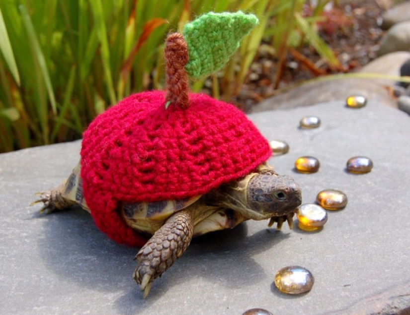 Kathy Bradley knits unusual costumes for turtles