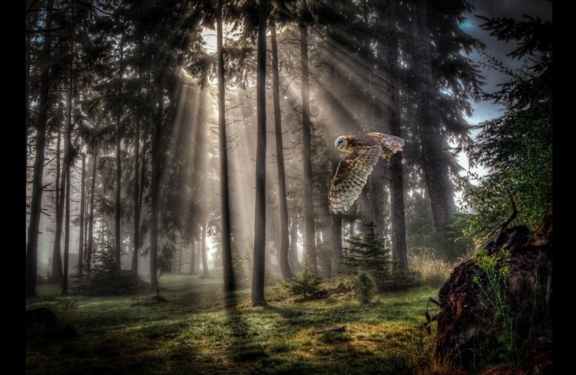 Keepers of the forest post