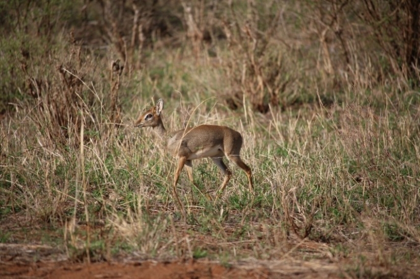Kenia: dikdik es el antílope más pequeño del mundo