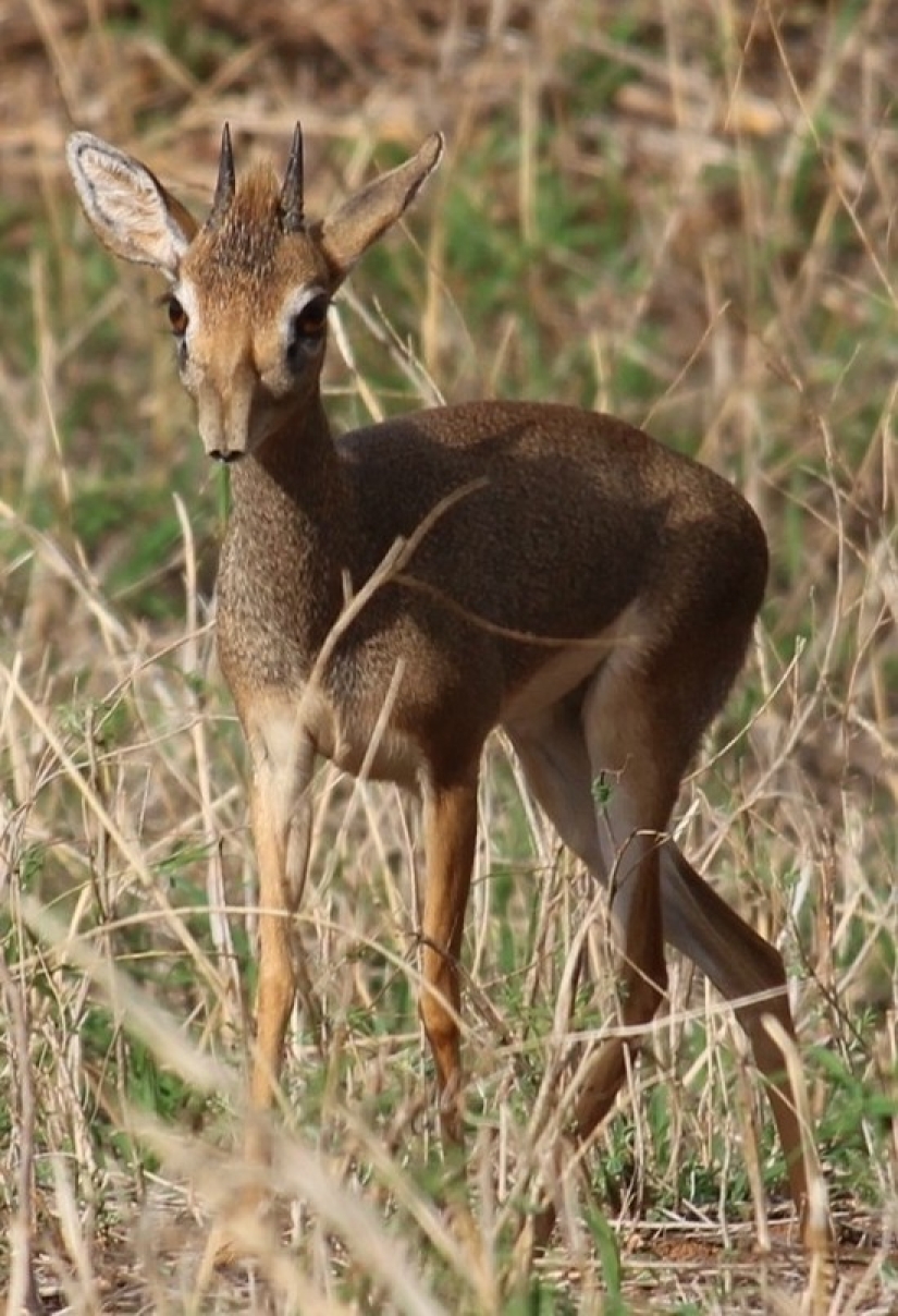 Kenia: dikdik es el antílope más pequeño del mundo