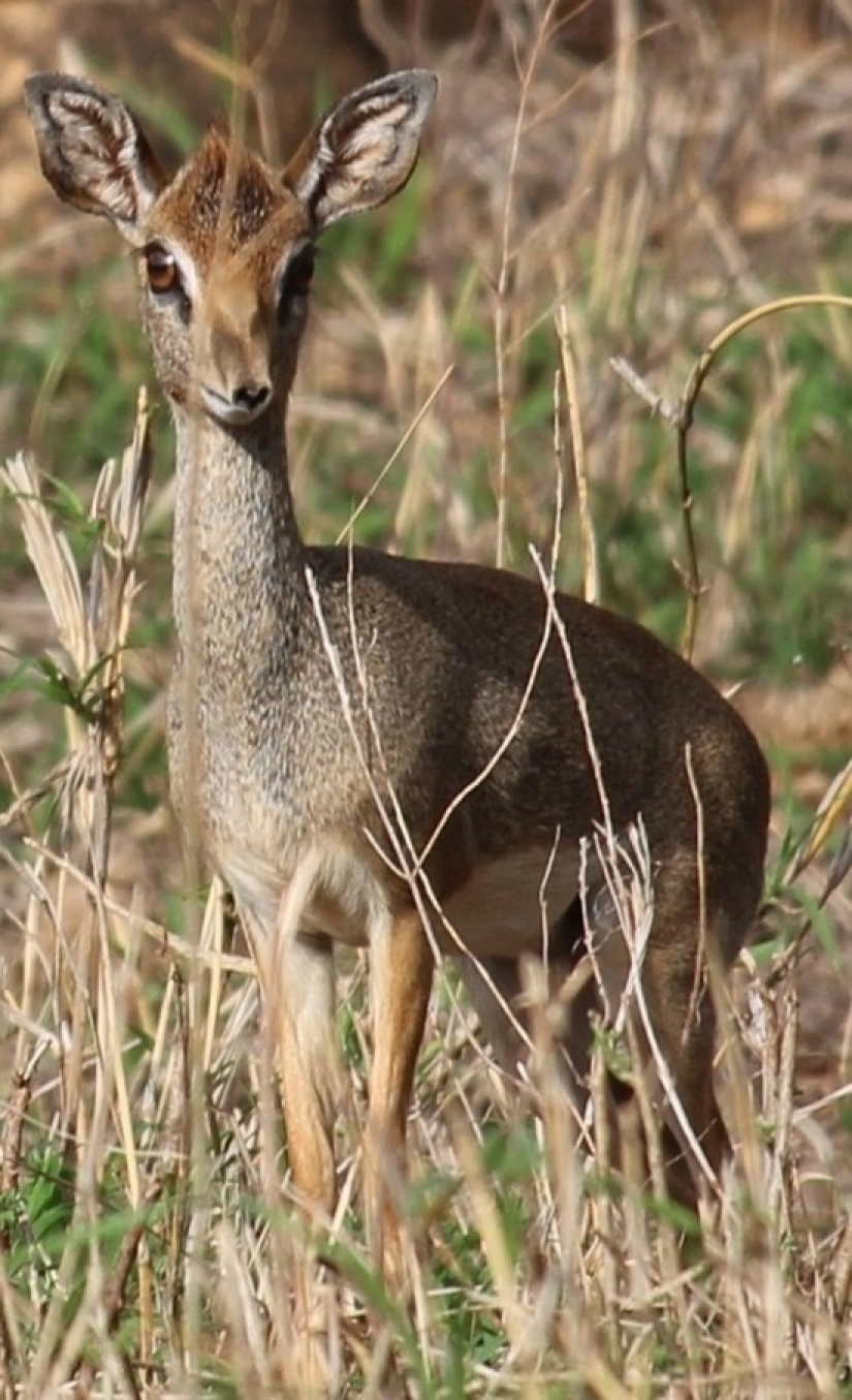 Kenia: dikdik es el antílope más pequeño del mundo