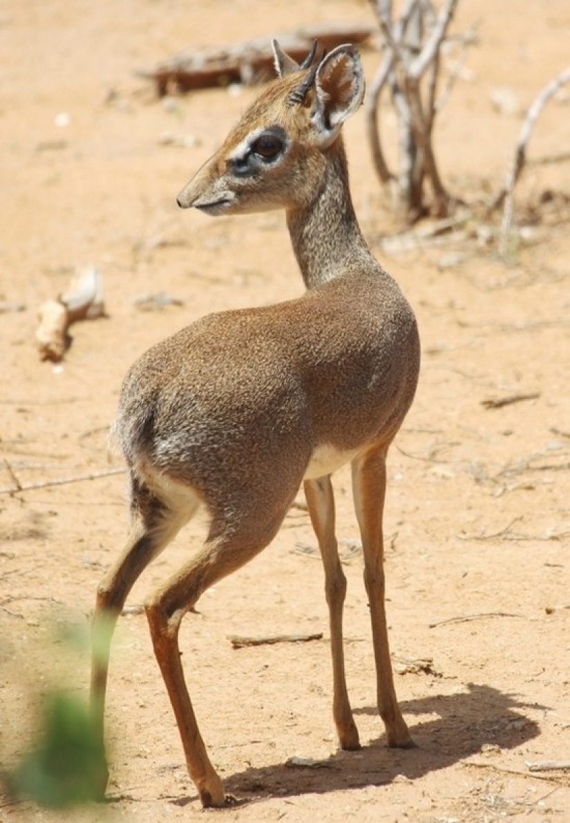Kenia: dikdik es el antílope más pequeño del mundo