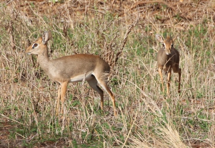 Kenia: dikdik es el antílope más pequeño del mundo