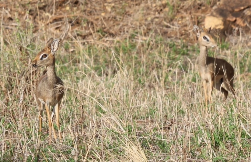 Kenia: dikdik es el antílope más pequeño del mundo
