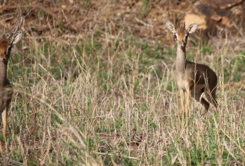 Kenia: dikdik es el antílope más pequeño del mundo