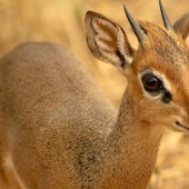 Kenia: dikdik es el antílope más pequeño del mundo