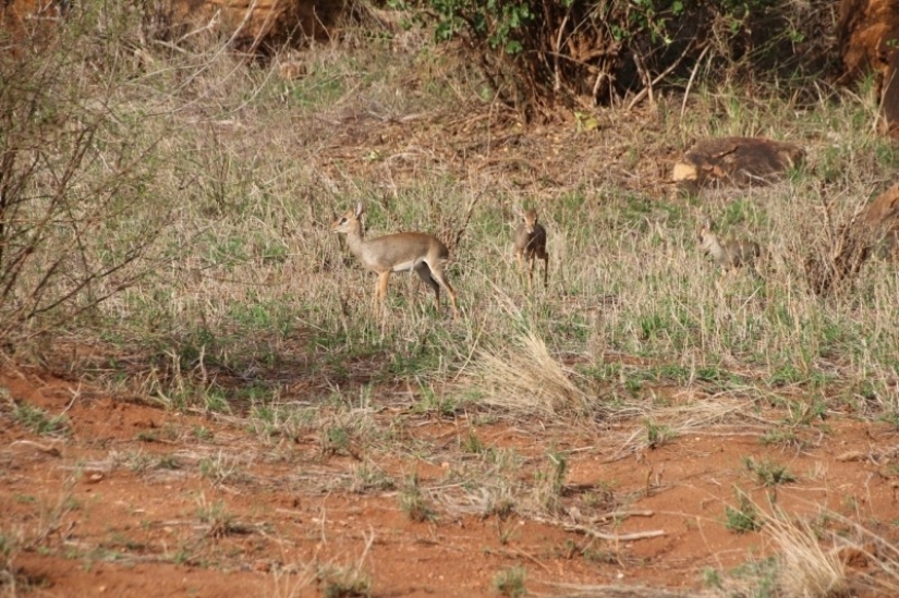 Kenia: dikdik es el antílope más pequeño del mundo