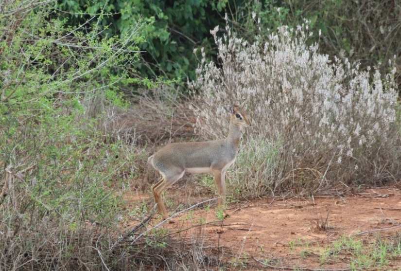 Kenia: dikdik es el antílope más pequeño del mundo
