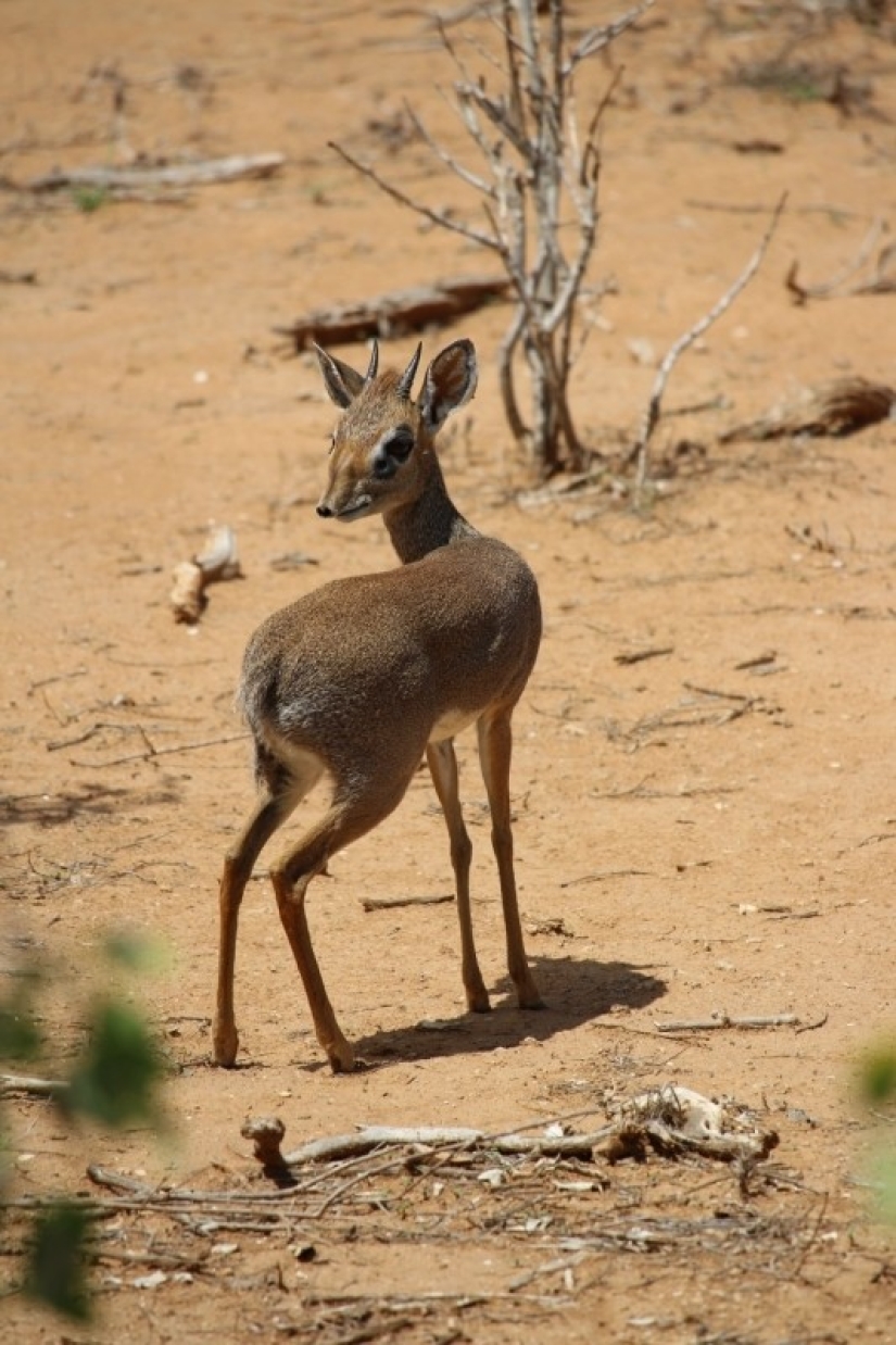 Kenia: dikdik es el antílope más pequeño del mundo