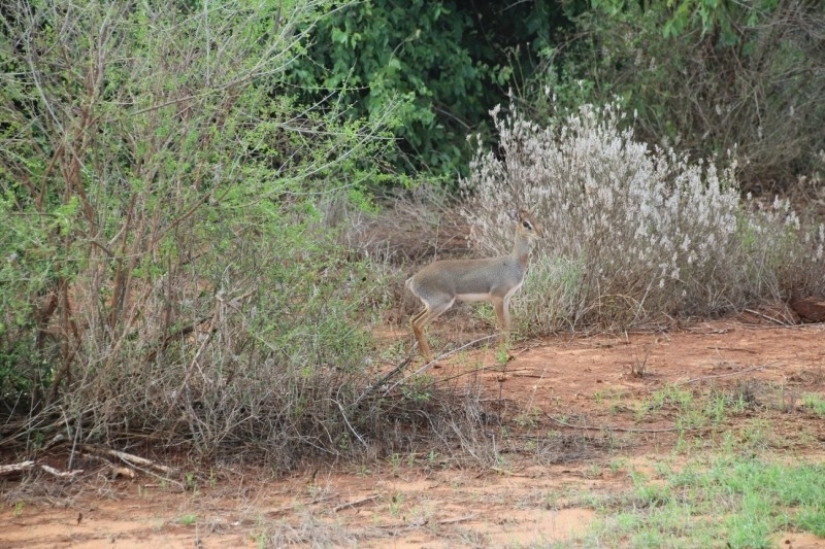 Kenia: dikdik es el antílope más pequeño del mundo