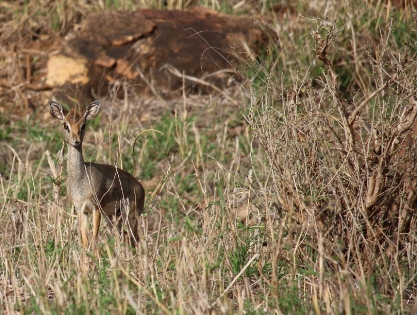 Kenia: dikdik es el antílope más pequeño del mundo