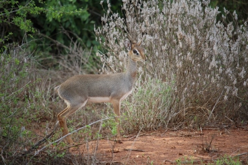 Kenia: dikdik es el antílope más pequeño del mundo