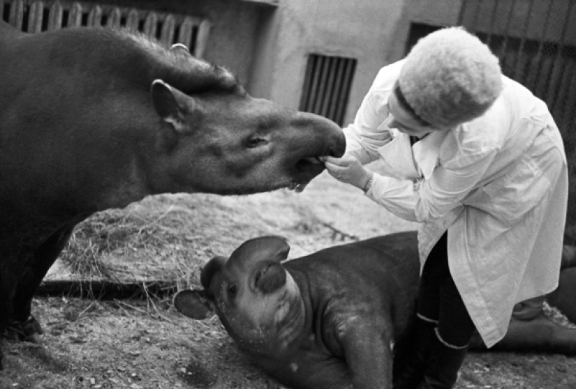 Kids in a cage: 154 years of the Moscow Zoo Kids in a cage: 154 years of the Moscow Zoo