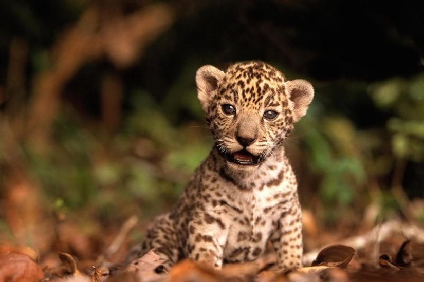 Kittens of predatory cats are mimimi Kittens of predatory cats are mimimi