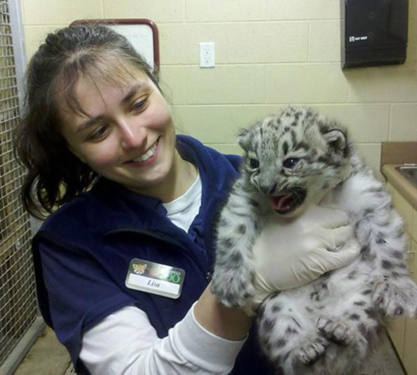 Kittens of predatory cats are mimimi Kittens of predatory cats are mimimi