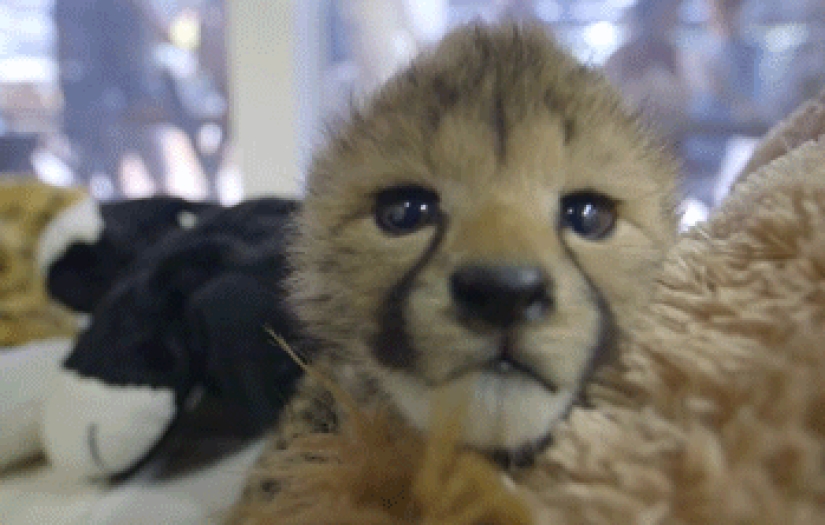 Kittens of predatory cats are mimimi Kittens of predatory cats are mimimi