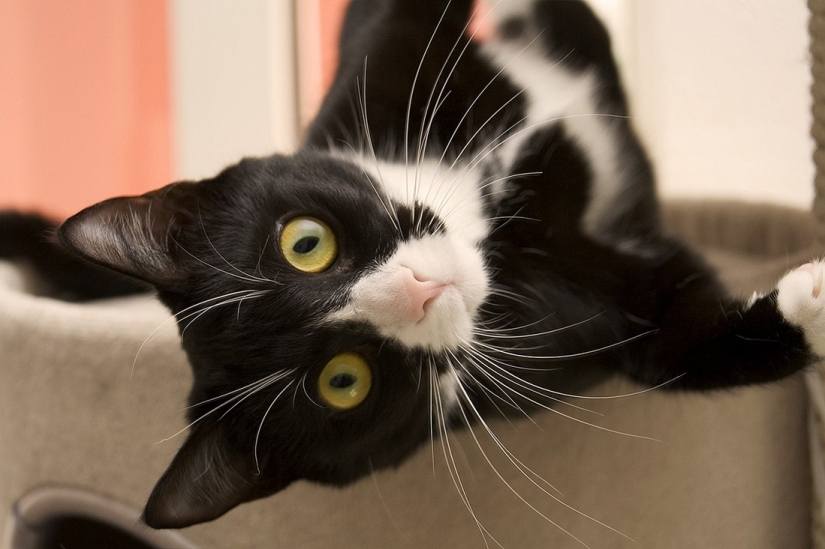 Kote-facts. About what you didn't know about whiskered pets! Kote-facts. About what you didn't know about whiskered pets!