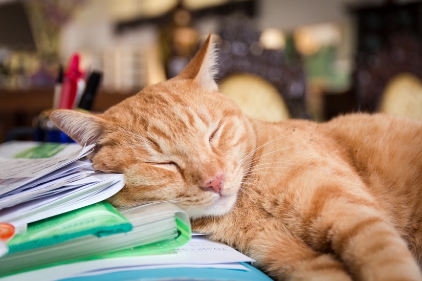 Kote-facts. About what you didn't know about whiskered pets! Kote-facts. About what you didn't know about whiskered pets!