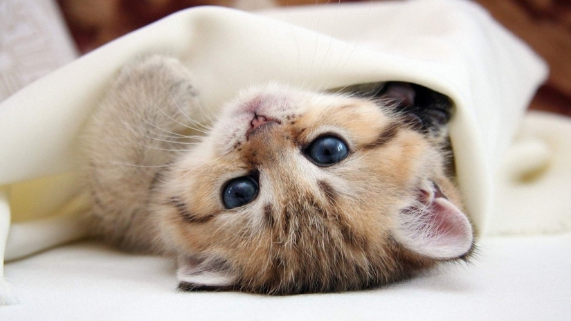 Kote-facts. About what you didn't know about whiskered pets! Kote-facts. About what you didn't know about whiskered pets!