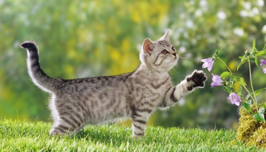 Kote-hechos. ¡Sobre lo que no sabías de las mascotas bigotudas!
