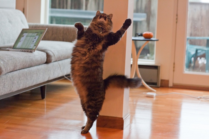 Kote-hechos. ¡Sobre lo que no sabías de las mascotas bigotudas!