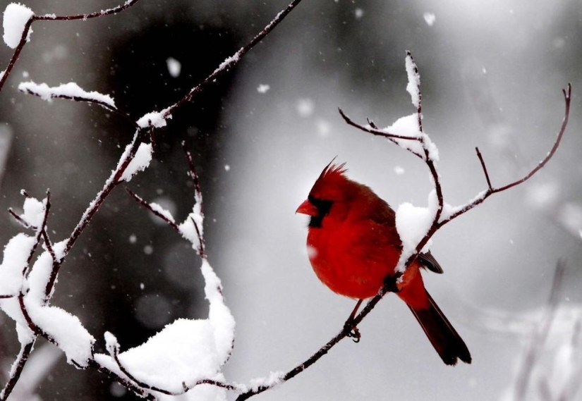 La belleza del invierno