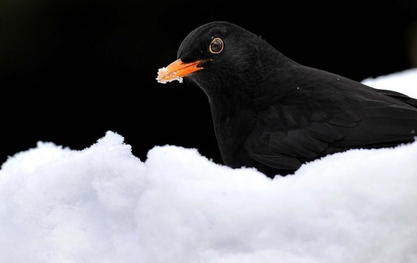 La belleza del invierno