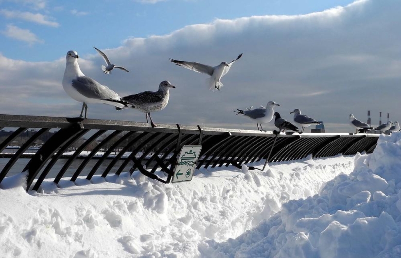 La belleza del invierno