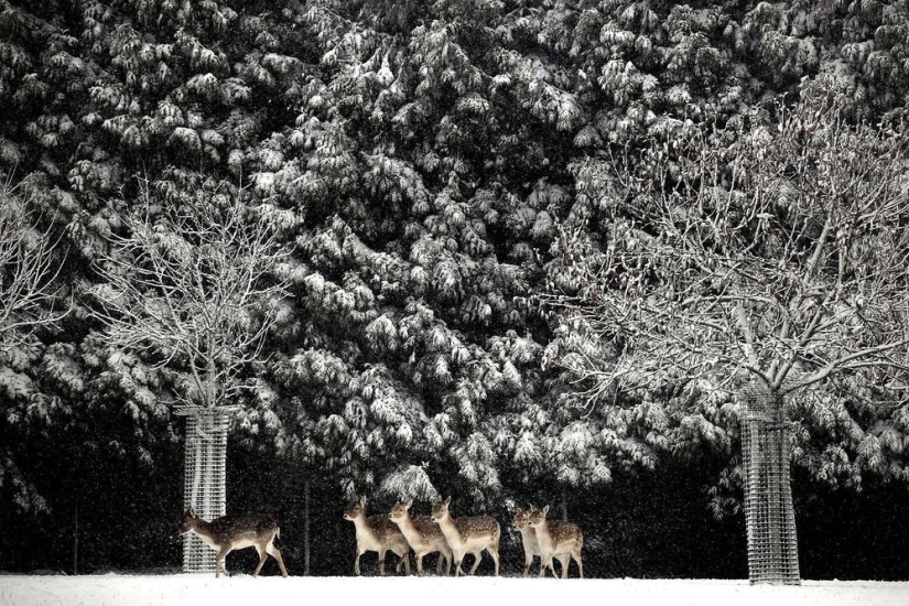 La belleza del invierno