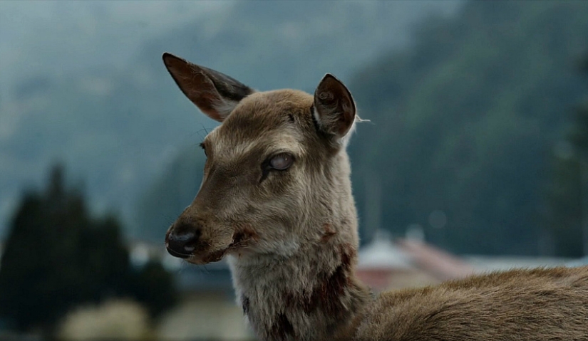 La enfermedad zombi se está extendiendo entre los ciervos en los Estados Unidos