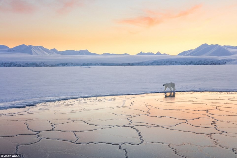 La foto más conmovedora de los mejores trabajos del concurso Fotógrafo de Vida Silvestre del Año