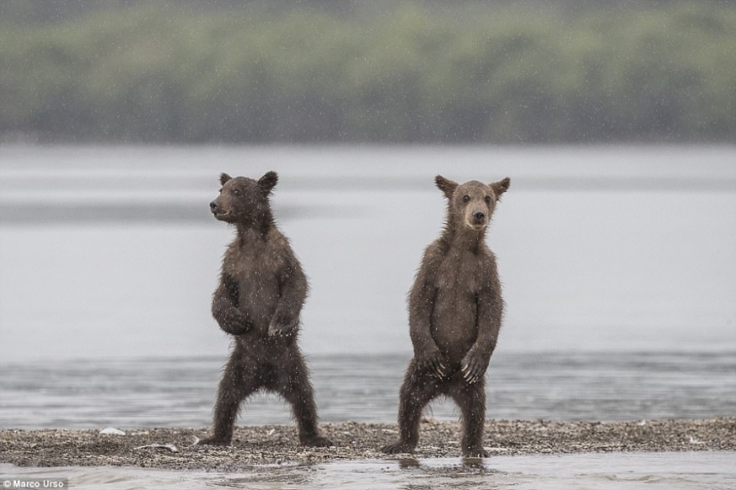 La foto más conmovedora de los mejores trabajos del concurso Fotógrafo de Vida Silvestre del Año