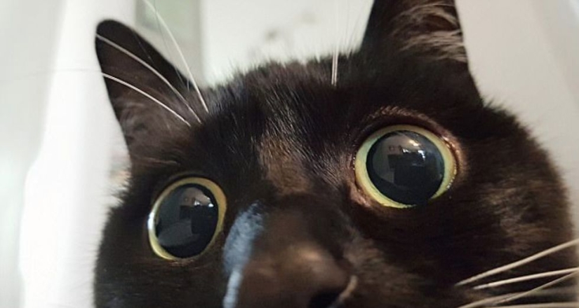 La gata aturdida Zelda gana corazones en Internet con su aspecto extraño
