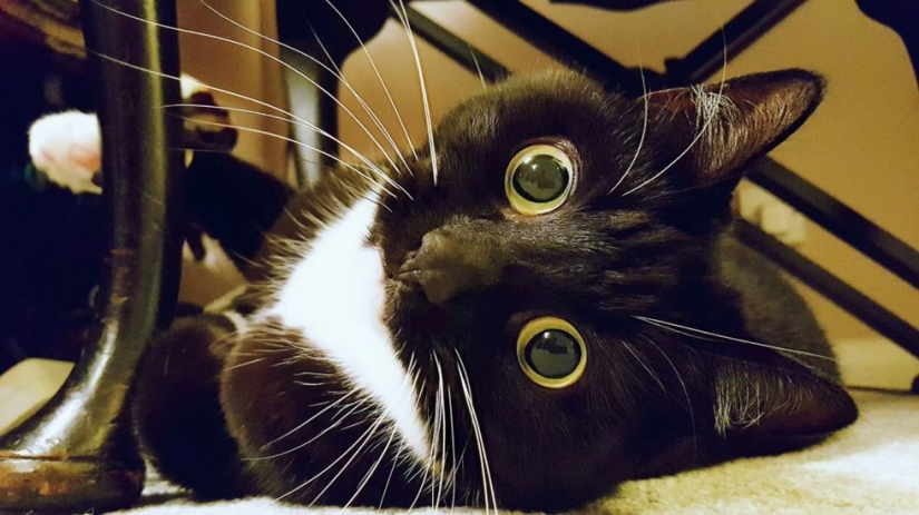 La gata aturdida Zelda gana corazones en Internet con su aspecto extraño