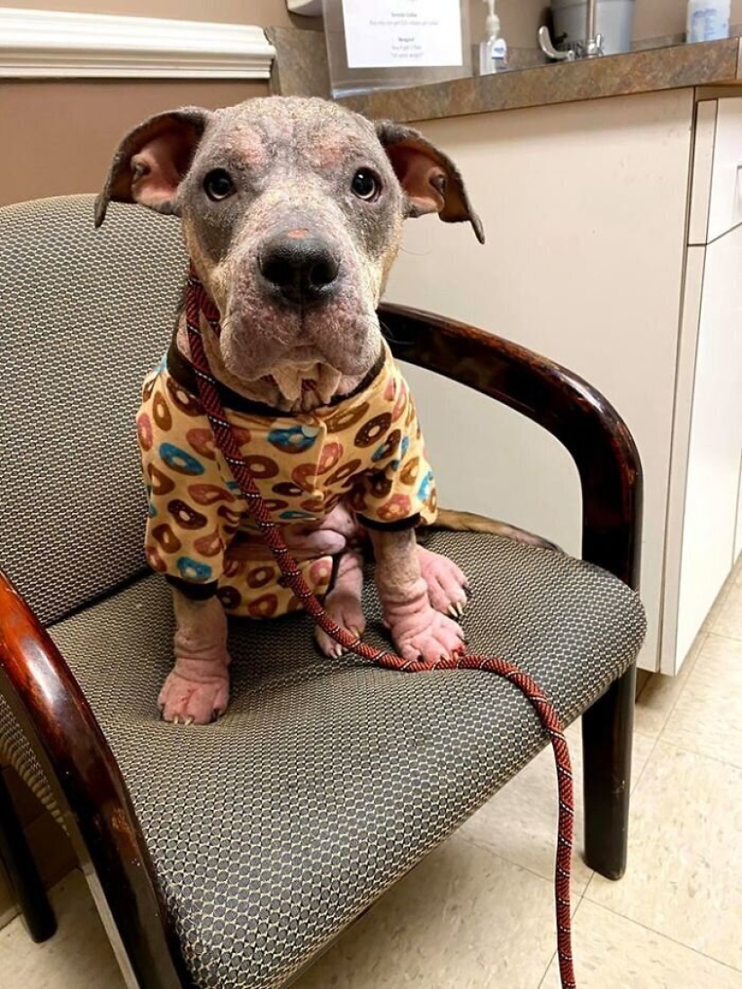 La gente cariñosa salió con un perro enfermo y aquí está su increíble transformación unos meses después La gente cariñosa salió con un perro enfermo y aquí está su increíble transformación unos meses después