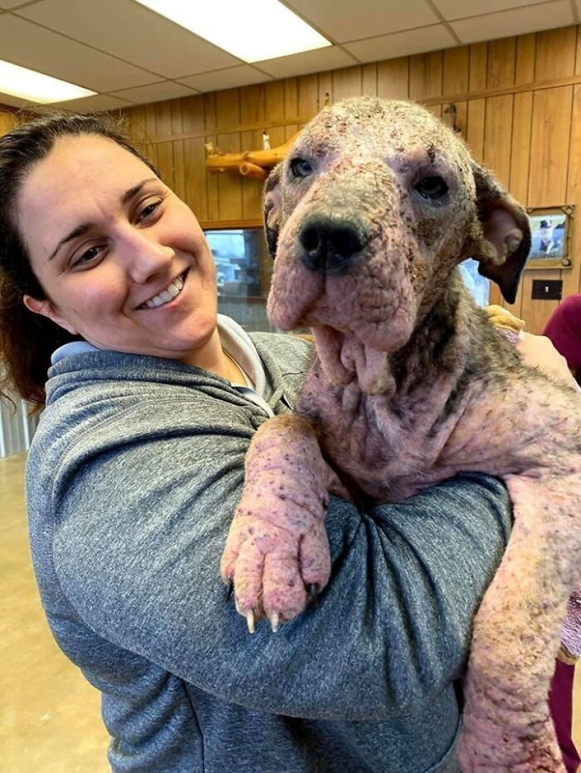 La gente cariñosa salió con un perro enfermo y aquí está su increíble transformación unos meses después La gente cariñosa salió con un perro enfermo y aquí está su increíble transformación unos meses después