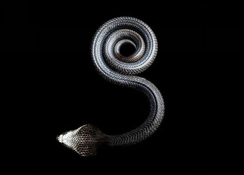La increíble belleza de las serpientes venenosas en el proyecto fotográfico de Mark Light La increíble belleza de las serpientes venenosas en el proyecto fotográfico de Mark Light