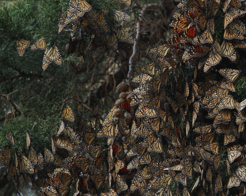 La increíble belleza de los increíbles fenómenos naturales