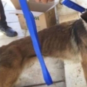 La Lealtad de los Perros y la Ingratitud Humana, o por qué los Perros Zapadores Estadounidenses están Muriendo en Jordania
