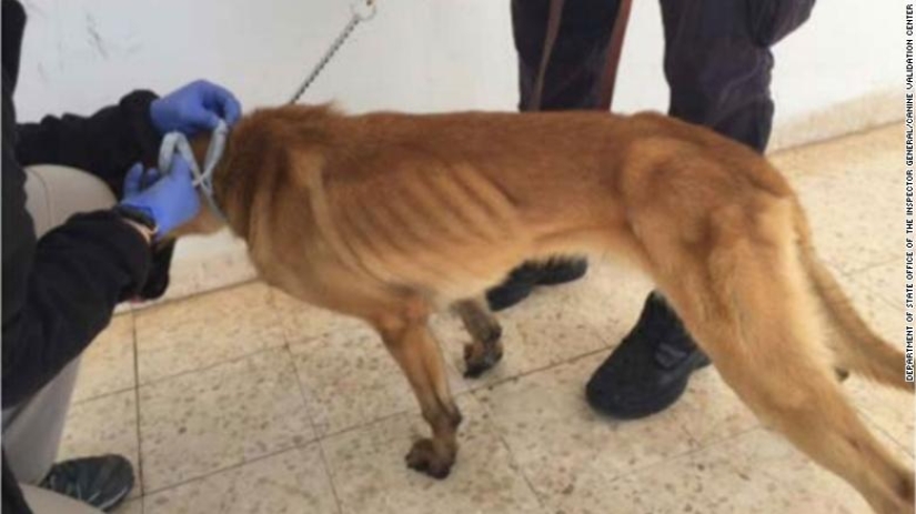La Lealtad de los Perros y la Ingratitud Humana, o por qué los Perros Zapadores Estadounidenses están Muriendo en Jordania