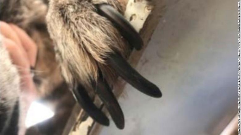 La Lealtad de los Perros y la Ingratitud Humana, o por qué los Perros Zapadores Estadounidenses están Muriendo en Jordania