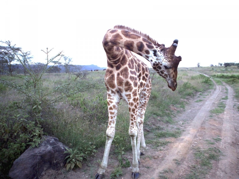 La loca vida de la multimillonaria Jocelyn Wildenstein, conocida como "Catwoman"