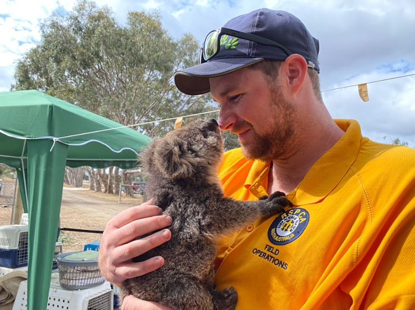 La naturaleza de Australia comenzó a revivir después de los incendios La naturaleza de Australia comenzó a revivir después de los incendios