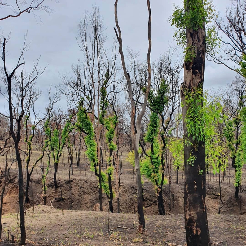 La naturaleza de Australia comenzó a revivir después de los incendios La naturaleza de Australia comenzó a revivir después de los incendios