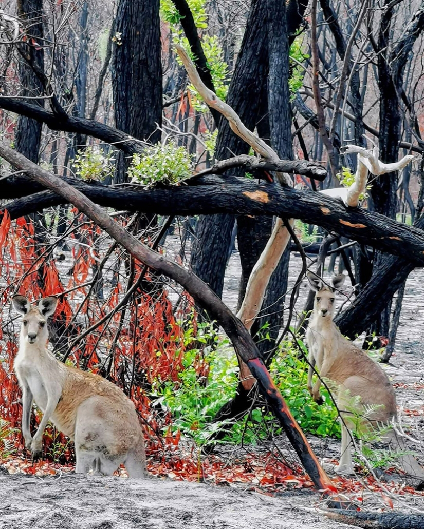 La naturaleza de Australia comenzó a revivir después de los incendios La naturaleza de Australia comenzó a revivir después de los incendios