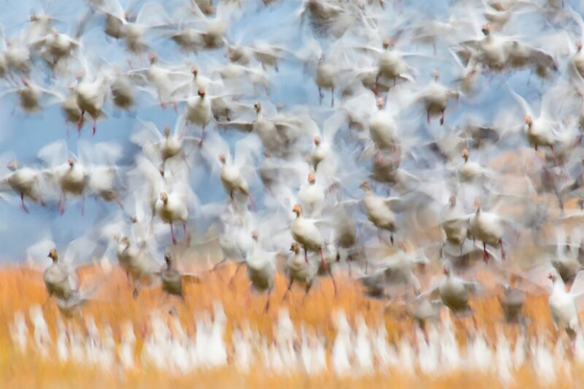La naturaleza fascina: fotos de los ganadores del premio al Fotógrafo de Naturaleza del Año 2020 de GDT