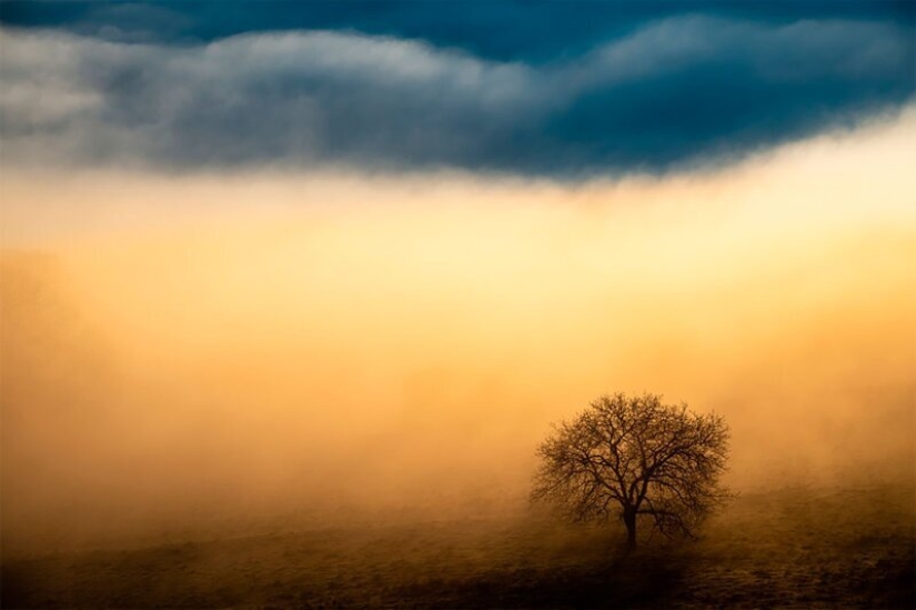 La naturaleza fascina: fotos de los ganadores del premio al Fotógrafo de Naturaleza del Año 2020 de GDT
