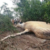 La naturaleza ha arrojado un enigma: se descubrió una ballena de 10 metros en la selva amazónica